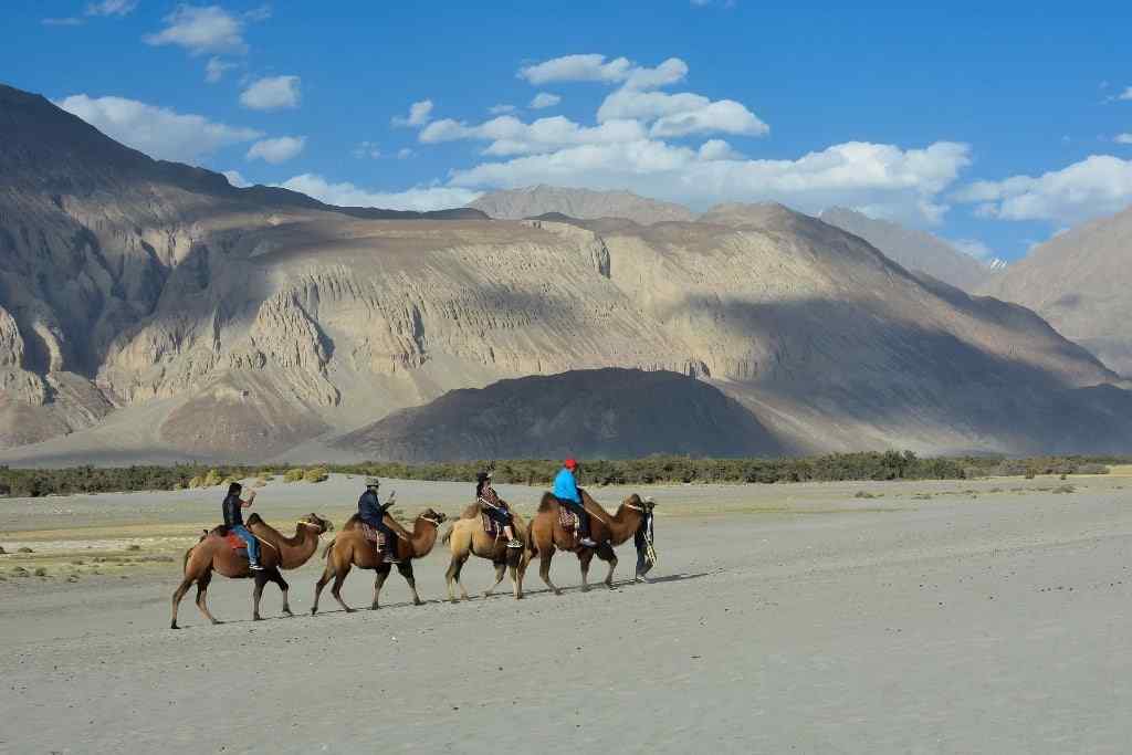 tourists enjoying a double hunch camel ride in a salt desert